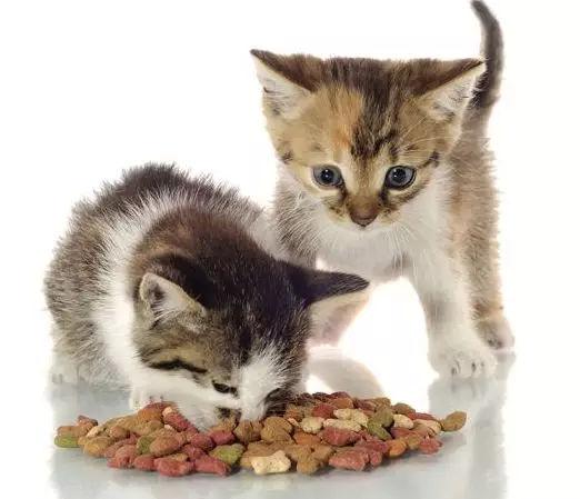 天然猫粮排行榜 天然粮猫粮什么牌子好