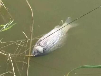 河马在河里排泄粪便，竟因此将成千上万的鱼儿憋死